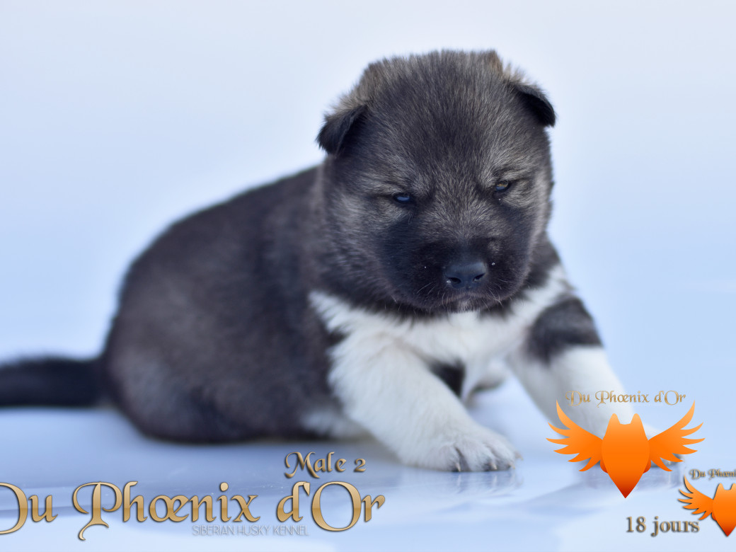Picture of Vegas 'stars du Phoenix d'or - Moon & Shiiro