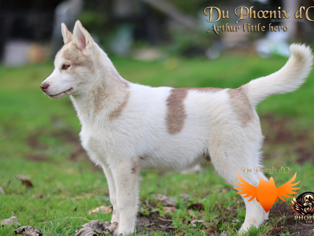 Photo 18 de Mâle 2 - Taïga x Ultra (Août 2025)