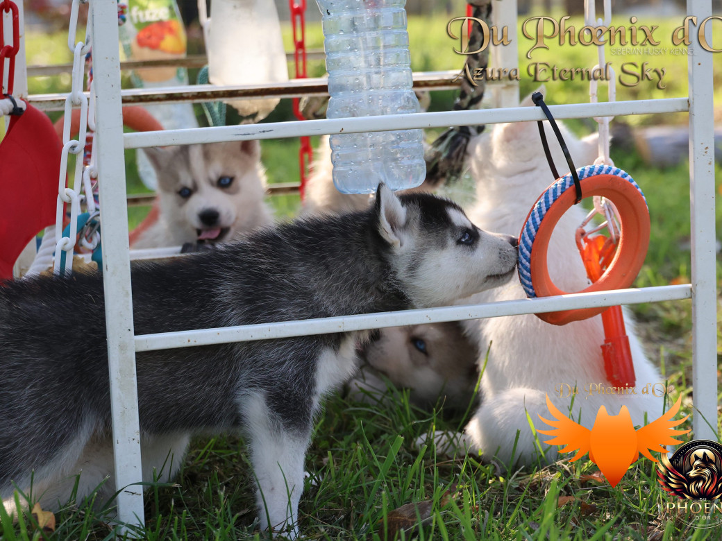 Photo 5 de Femelle 2 - Twilight x Yoshi (Août 2025)