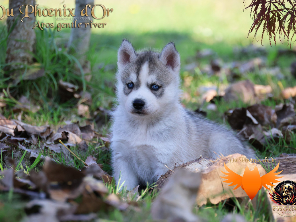 Photo 15 de Mâle 4 - Twilight x Yoshi (Août 2025)