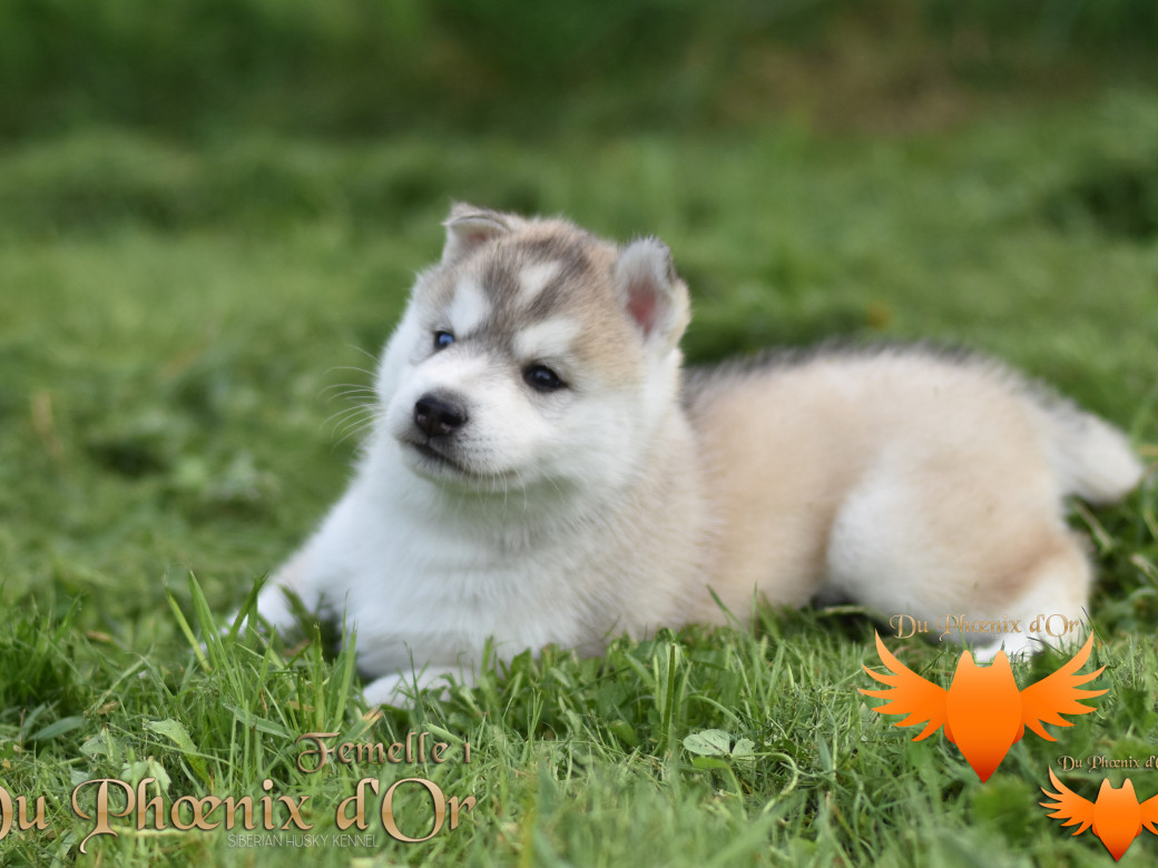Picture of Vicky du Phoenix d'or - Moon & Shiiro