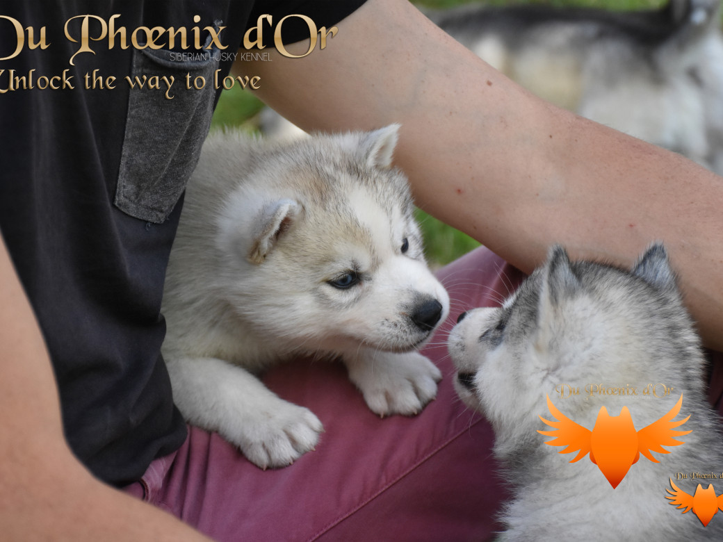 Picture of Unlock the way to love du Phoenix d'or