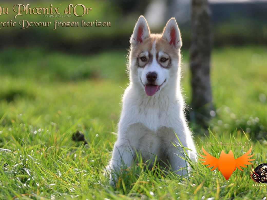 Photo 28 de Mâle 1 - Taïga x Ultra (Août 2025)