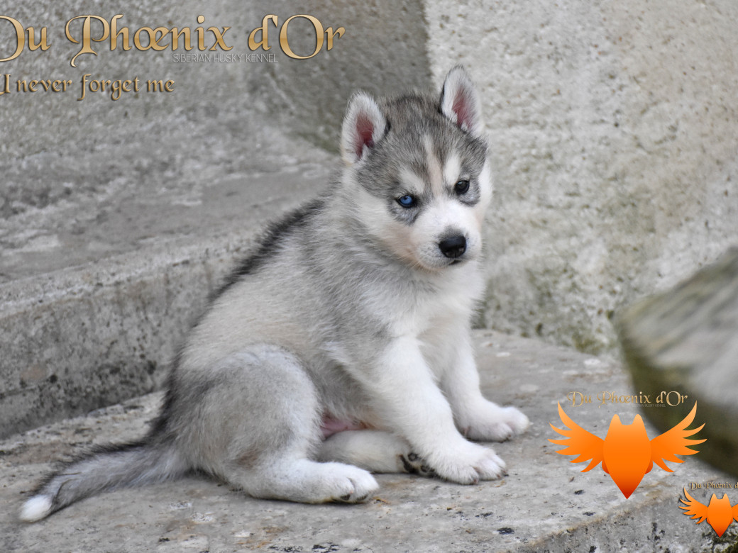 Picture of U never forget me du Phoenix d'or (Ustang)