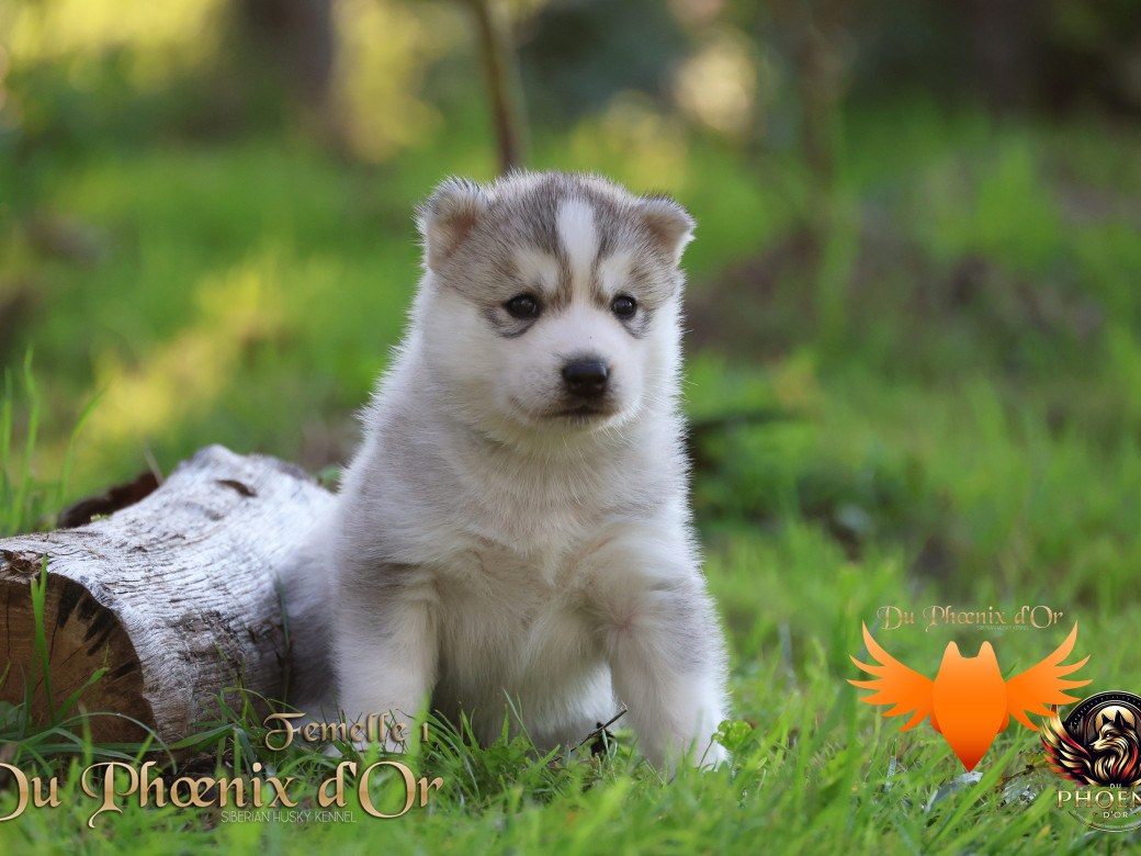 Photo 33 de Femelle 2 - Sweetie x Toruk (Septembre 2025)