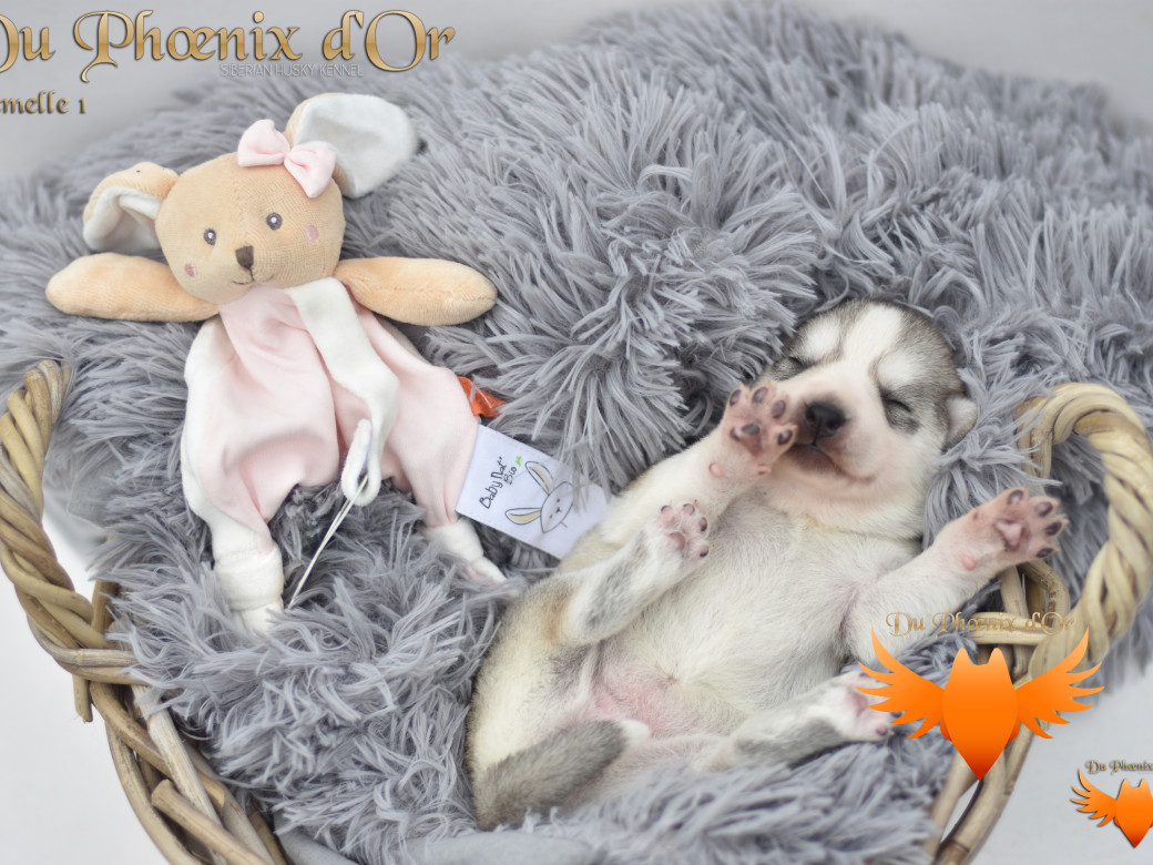 Picture of Unlock the way to love du Phoenix d'or