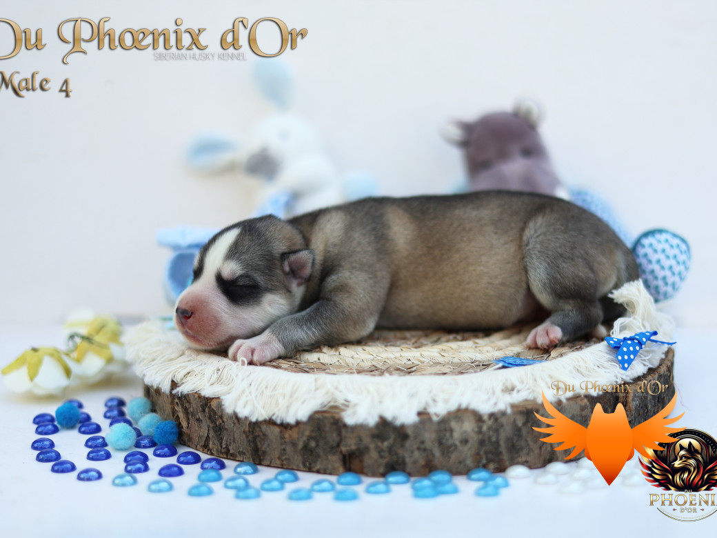 Photo 40 de Mâle 4 - Twilight x Yoshi (Août 2025)