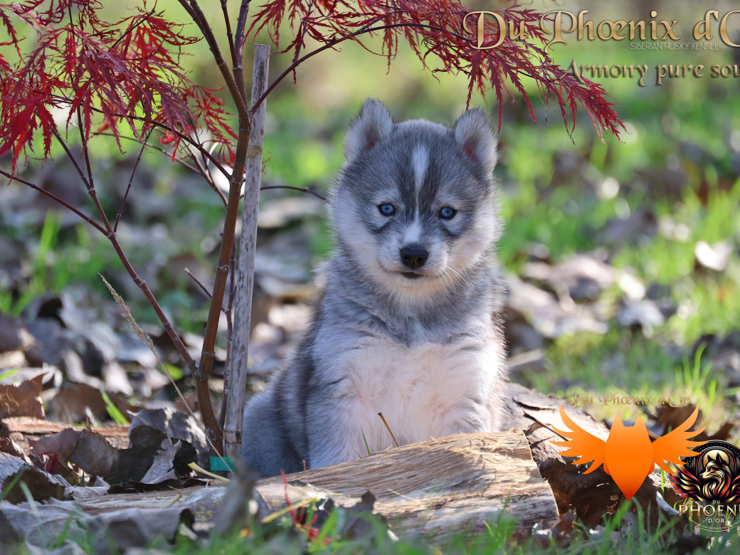 Photo 2 de Femelle 3 - Sweetie x Toruk (Septembre 2025)