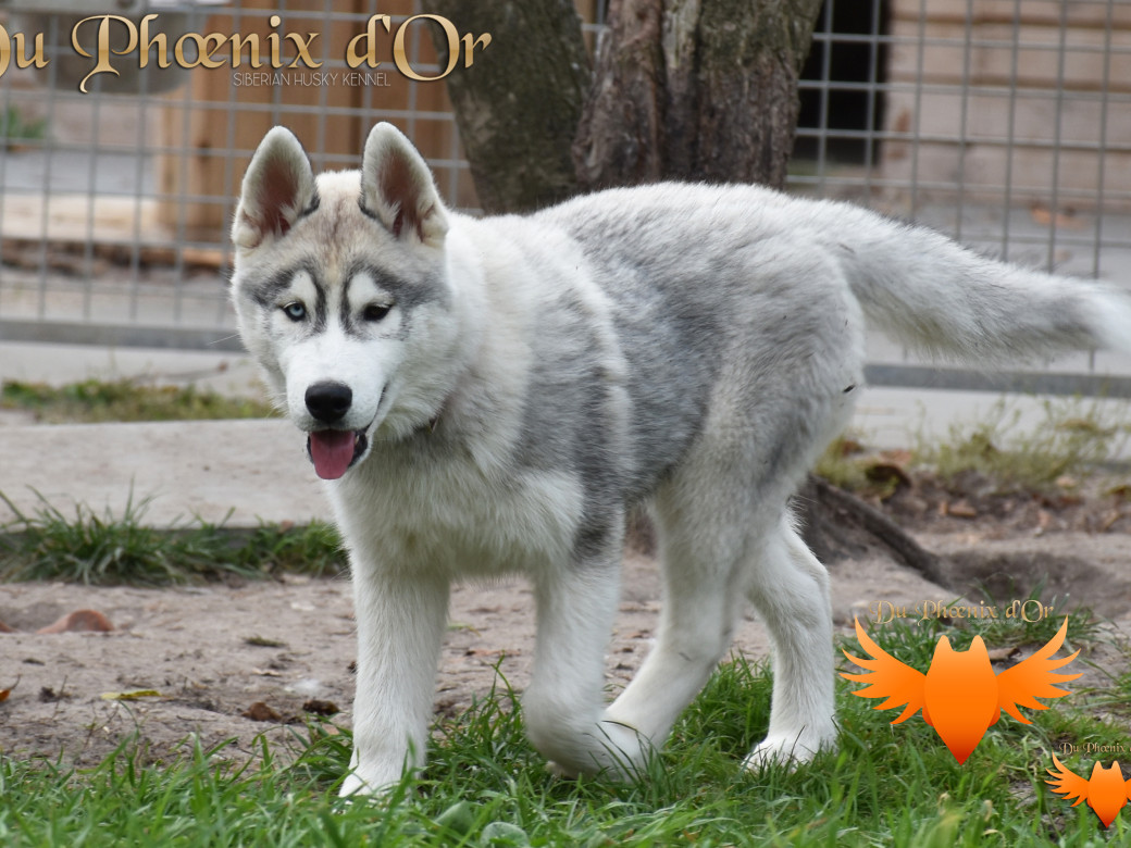 Picture of U never forget me du Phoenix d'or (Ustang)