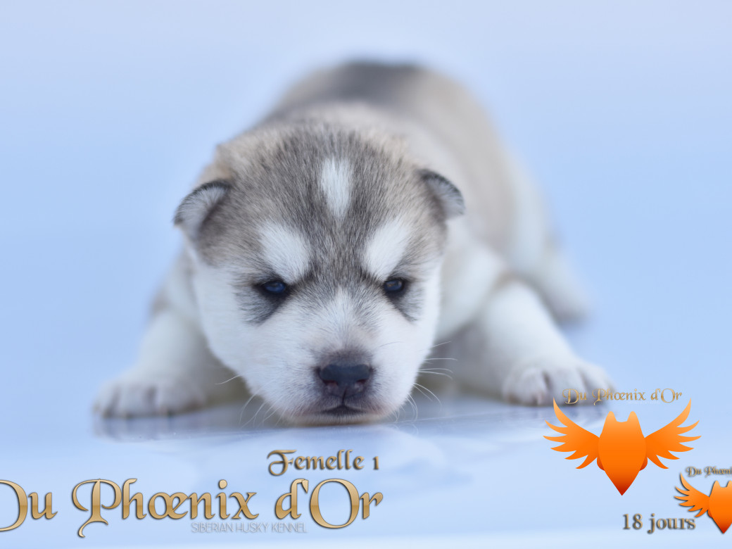 Picture of Vicky du Phoenix d'or - Moon & Shiiro