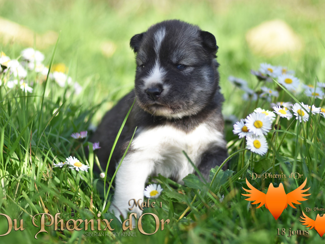 Picture of Vulcan du Phoenix d'or - Moon & Shiiro