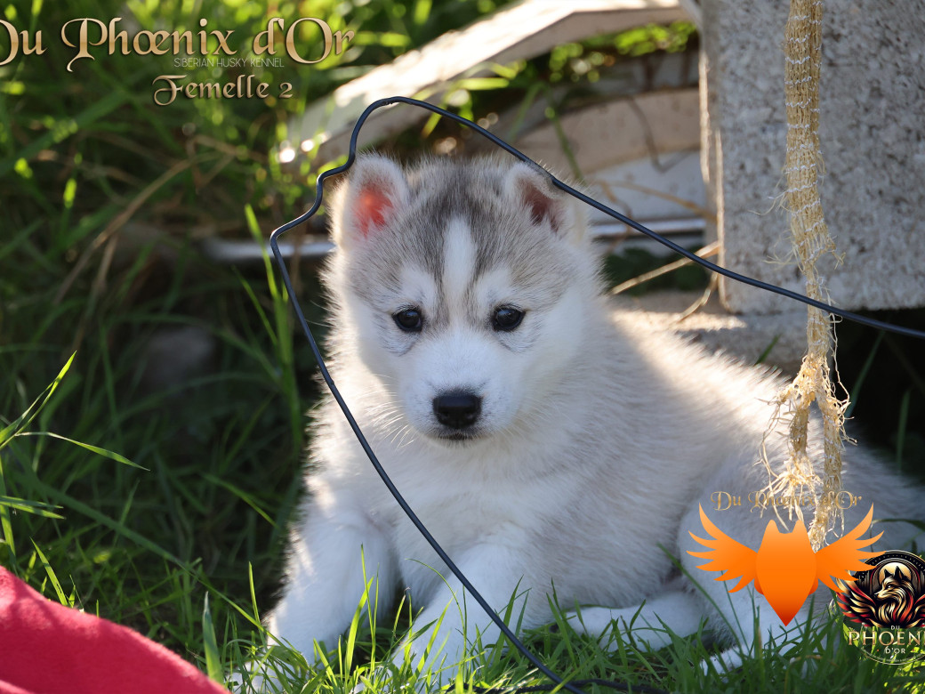 Photo 29 de Femelle 2 - Sweetie x Toruk (Septembre 2025)