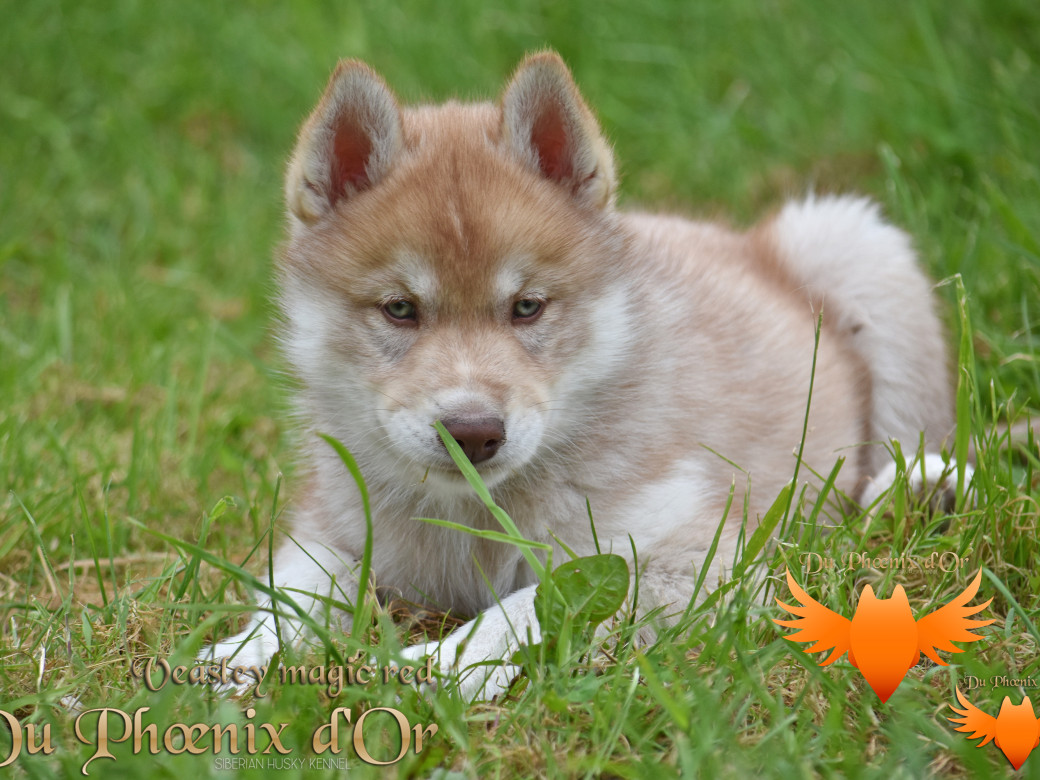 Picture of Veasley magic red du Phoenix d'or - Moon & Shiiro