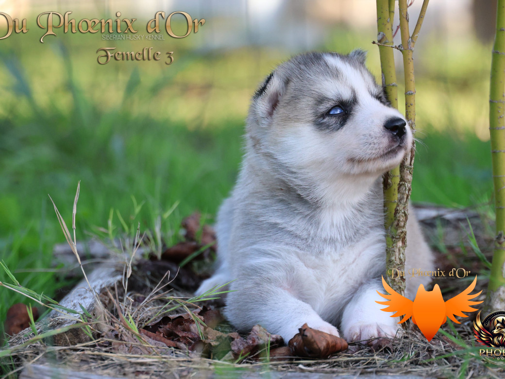 Photo 15 de Femelle 3 - Twilight x Yoshi (Août 2025)