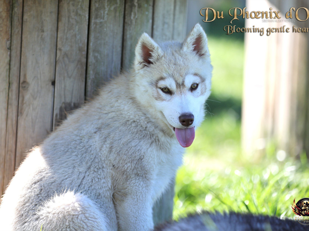 Photo 2 de Femelle 1 - Pandora x Moky (Janvier 2026)