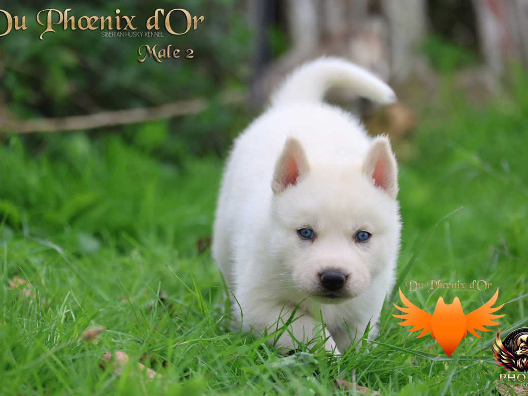 Photo 24 de Mâle 2 - Twilight x Yoshi (Août 2025)