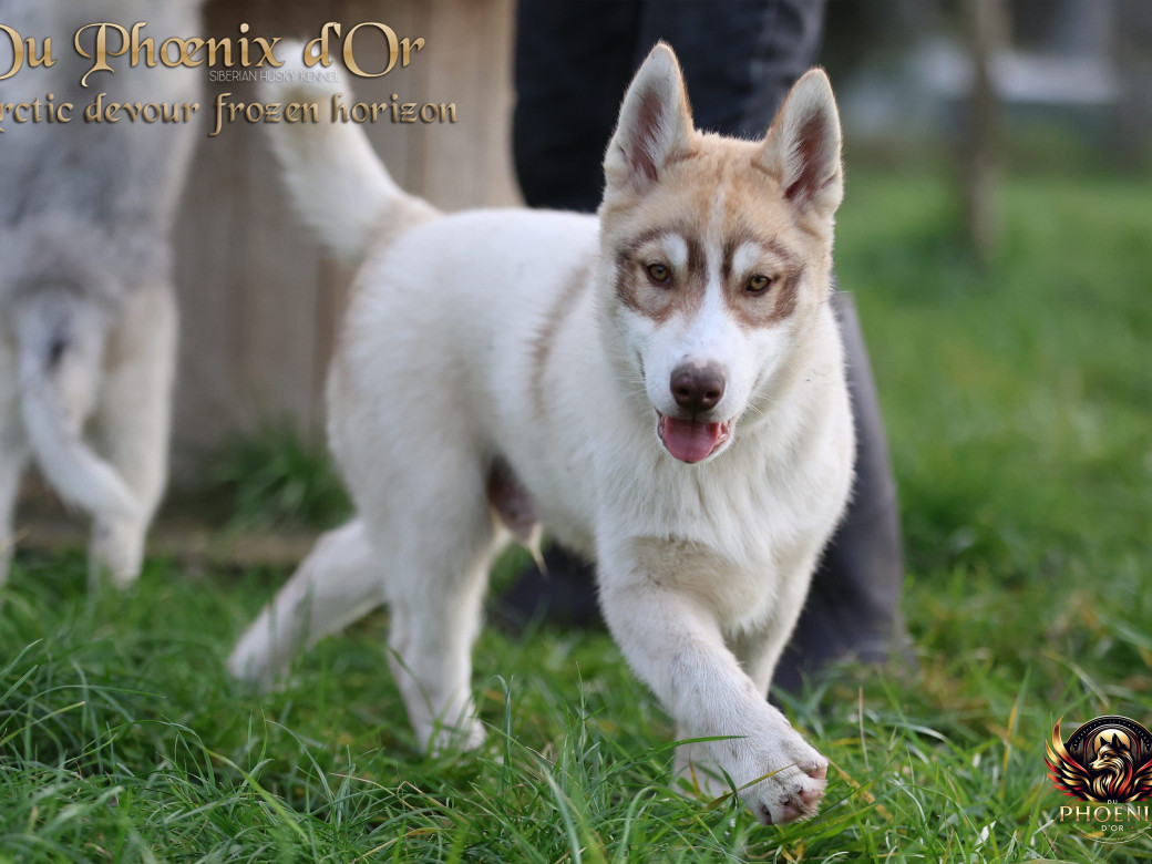 Photo 31 de Mâle 1 - Taïga x Ultra (Août 2025)