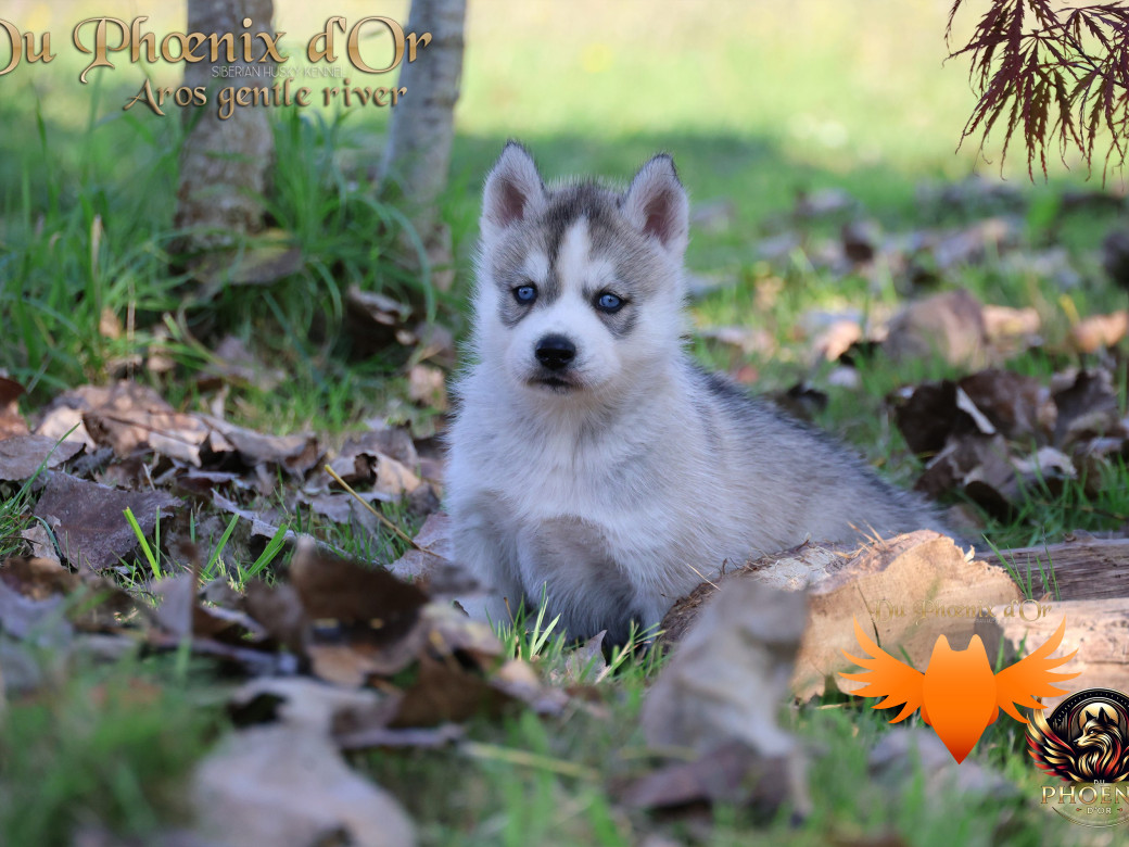 Photo 16 de Mâle 4 - Twilight x Yoshi (Août 2025)