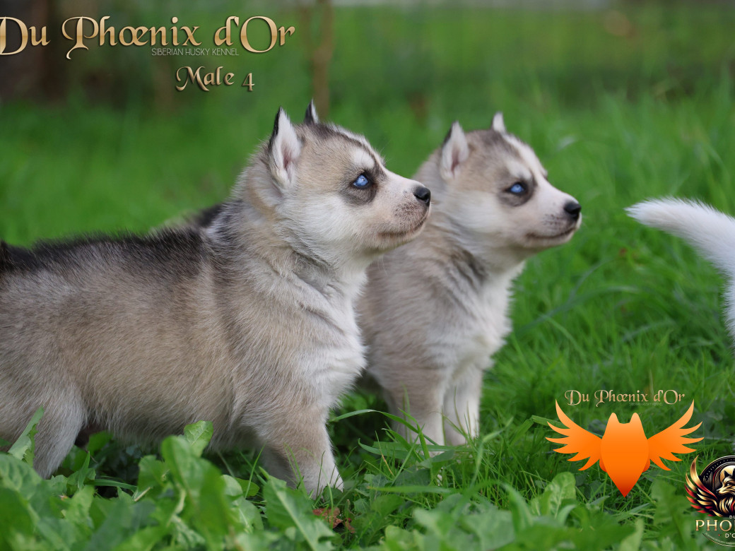 Photo 26 de Mâle 4 - Twilight x Yoshi (Août 2025)