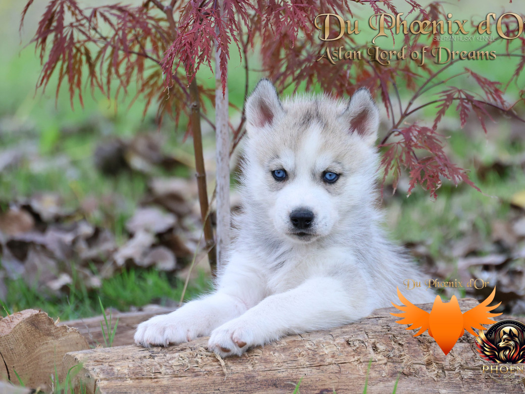 Photo 6 de Mâle 1 - Twilight x Yoshi (Août 2025)
