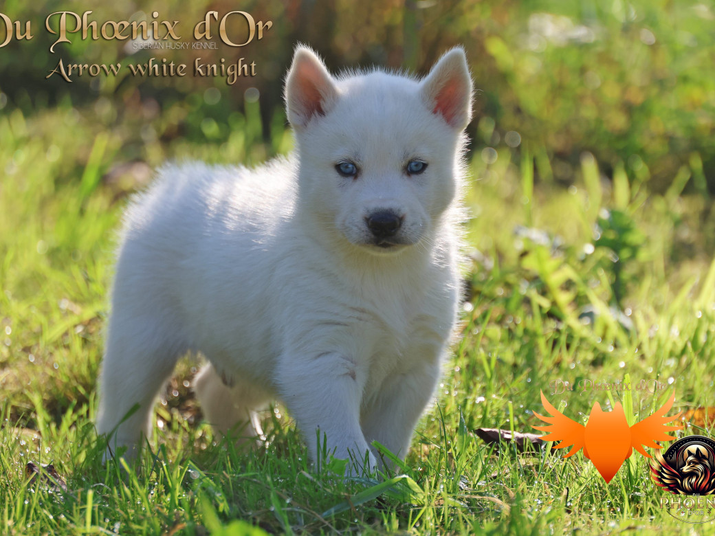 Photo 7 de Mâle 2 - Twilight x Yoshi (Août 2025)