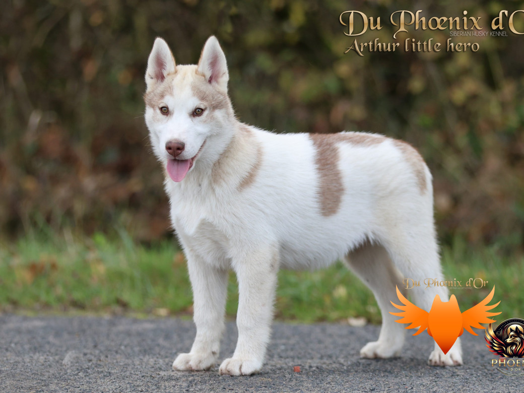 Photo 4 de Mâle 2 - Taïga x Ultra (Août 2025)