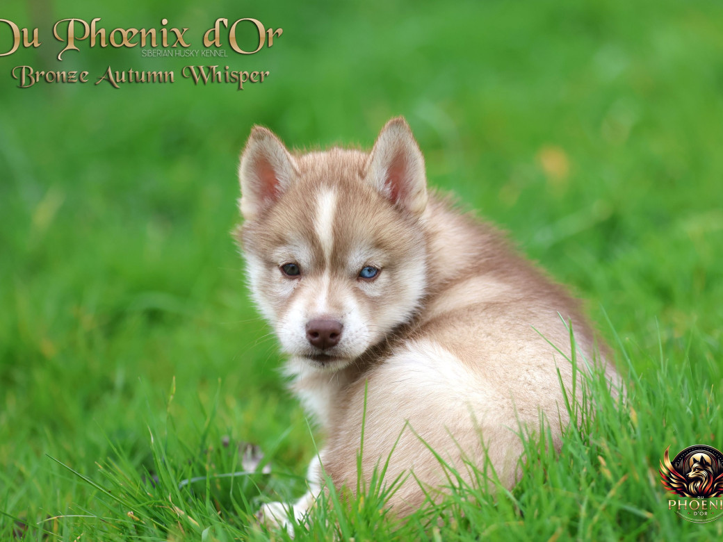 Photo 14 de Femelle 3 - Pandora x Moky (Janvier 2026)