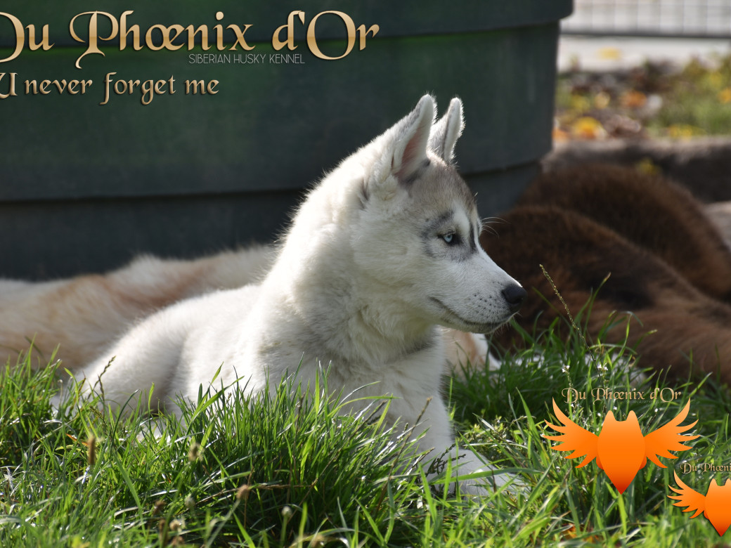 Picture of U never forget me du Phoenix d'or (Ustang)