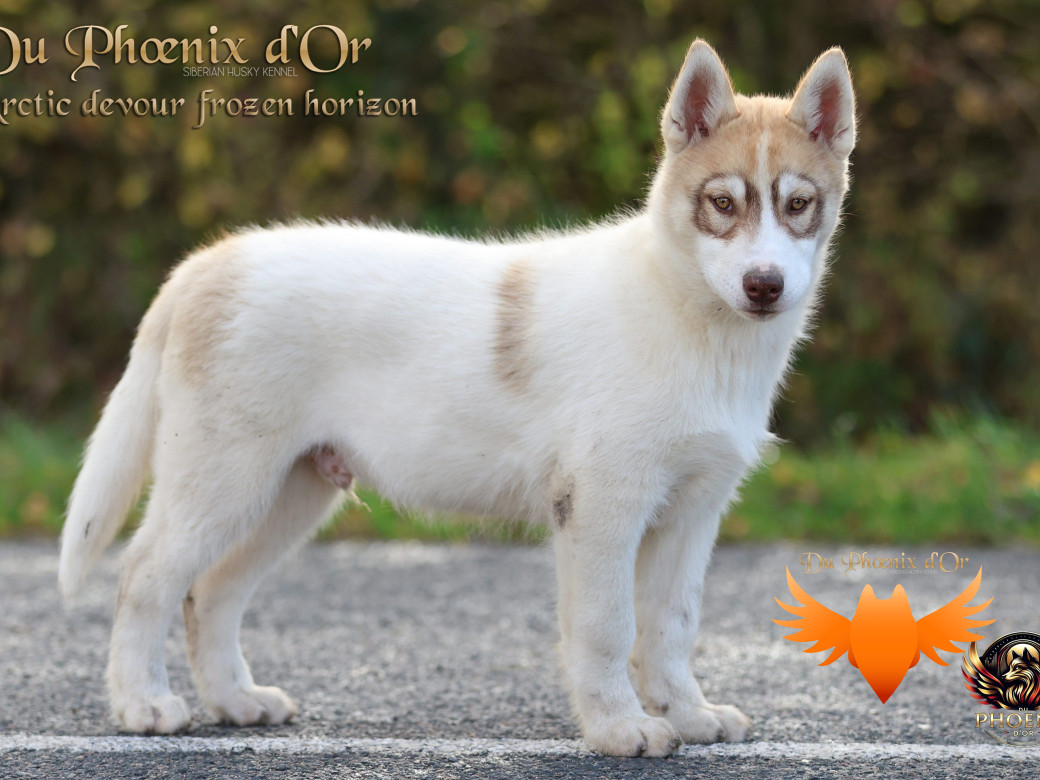 Photo 27 de Mâle 1 - Taïga x Ultra (Août 2025)