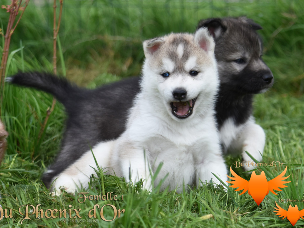 Picture of Vicky du Phoenix d'or - Moon & Shiiro