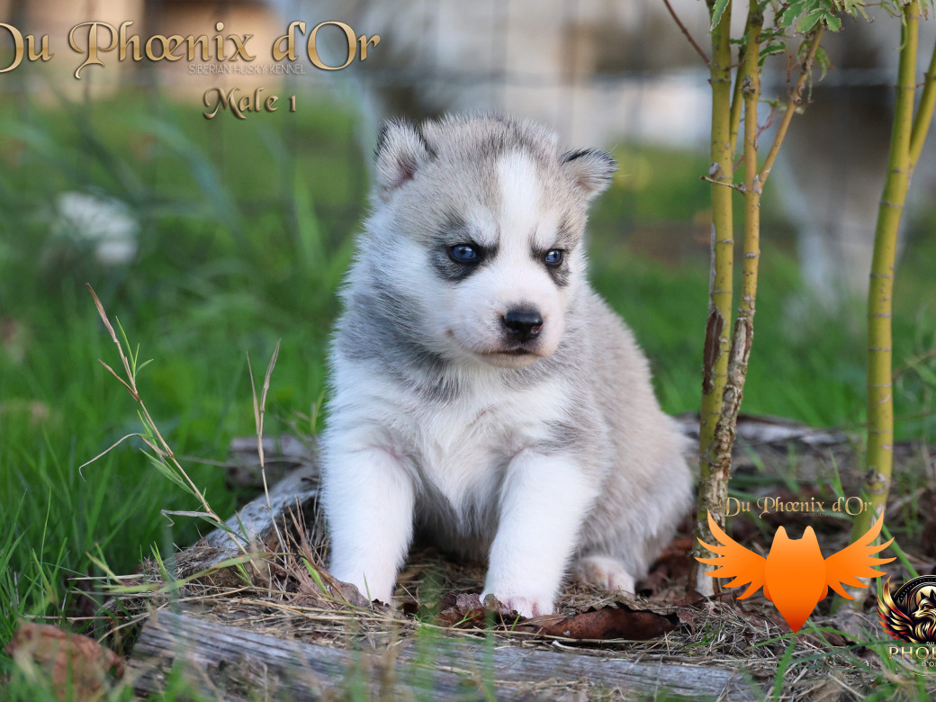 Photo 16 de Mâle 1 - Twilight x Yoshi (Août 2025)