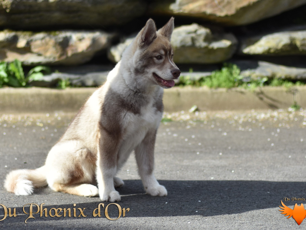 Photo 72 de Unix ultime touch the stars Du Phoenix D'Or