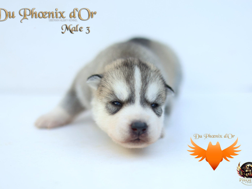Photo 24 de Mâle 3 - Twilight x Yoshi (Août 2025)