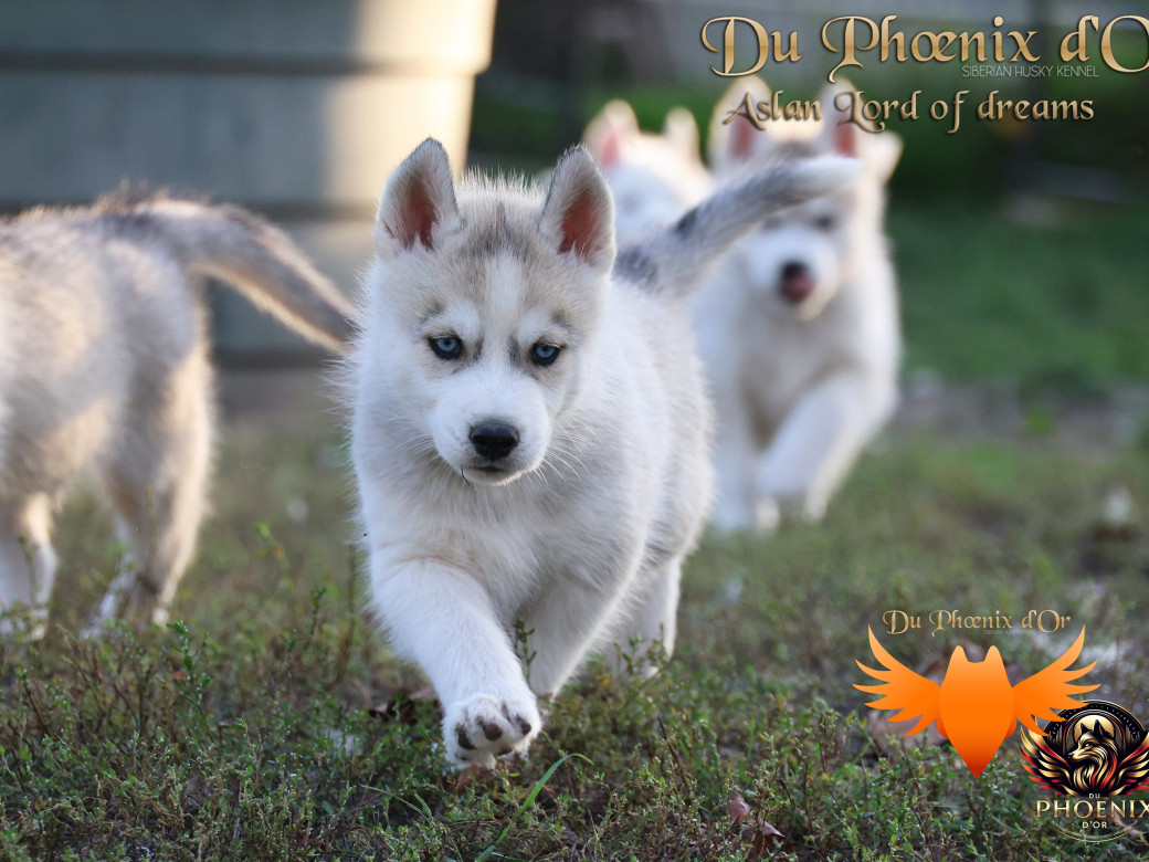 Photo 4 de Mâle 1 - Twilight x Yoshi (Août 2025)