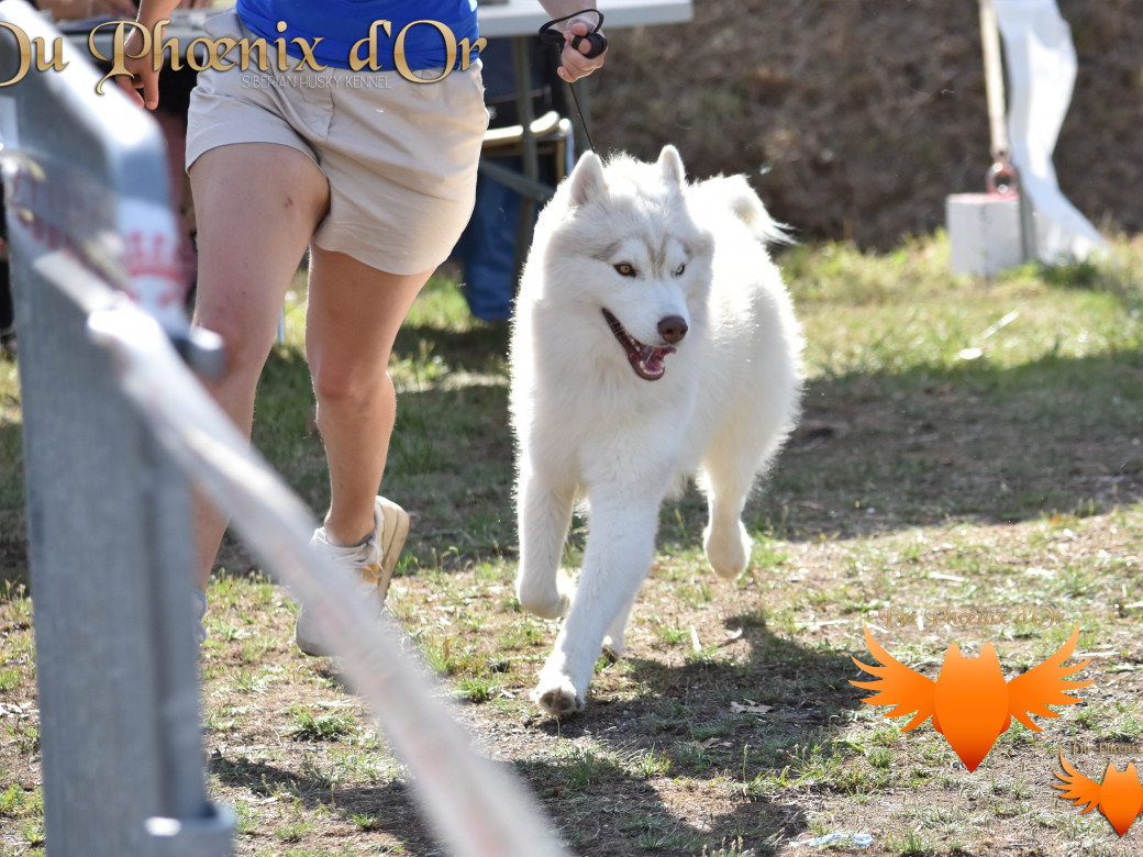 Picture of Shiiro Hokori du Phoenix d'or