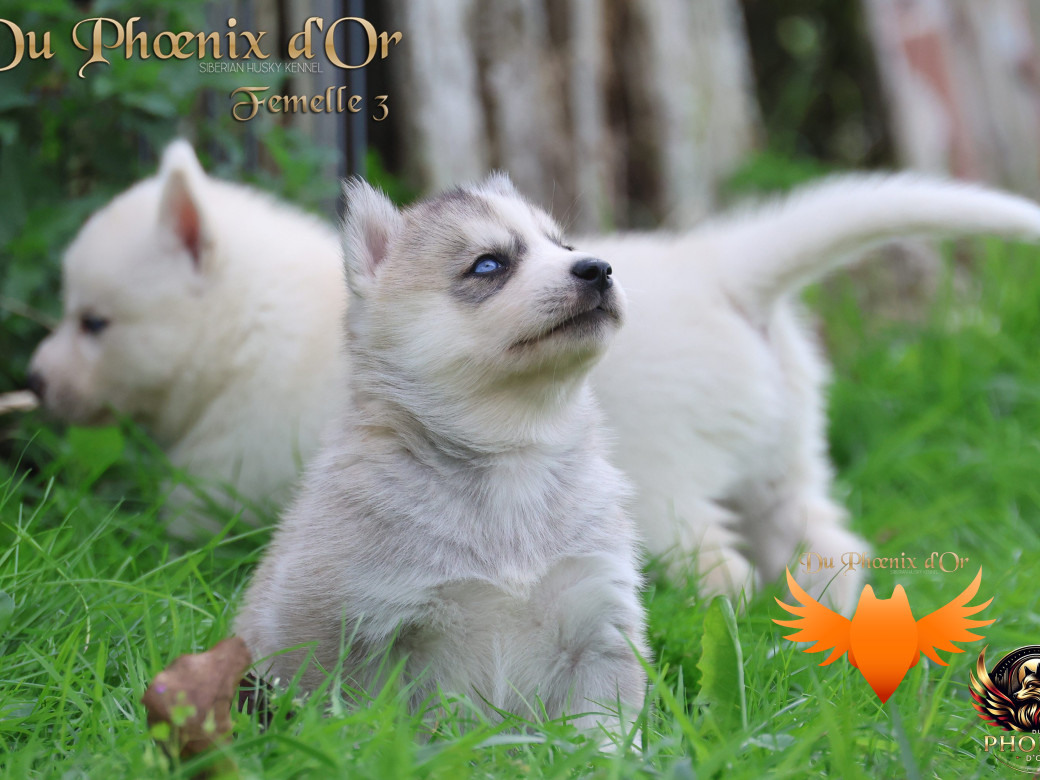 Photo 9 de Femelle 3 - Twilight x Yoshi (Août 2025)