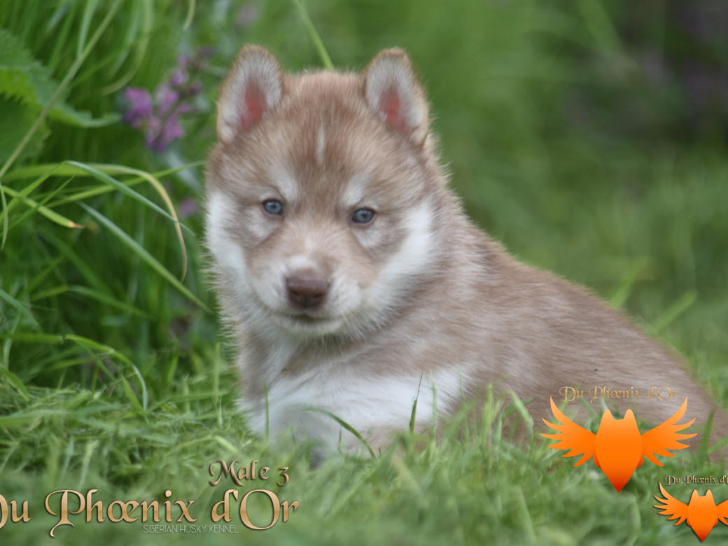 Picture of Veasley magic red du Phoenix d'or - Moon & Shiiro