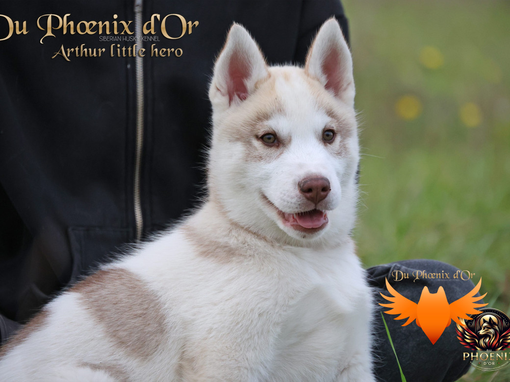 Photo 40 de Mâle 2 - Taïga x Ultra (Août 2025)