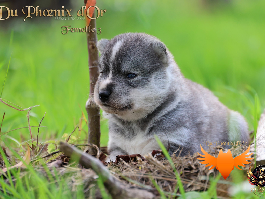 Photo 3 de Femelle 3 - Sweetie x Toruk (Septembre 2025)