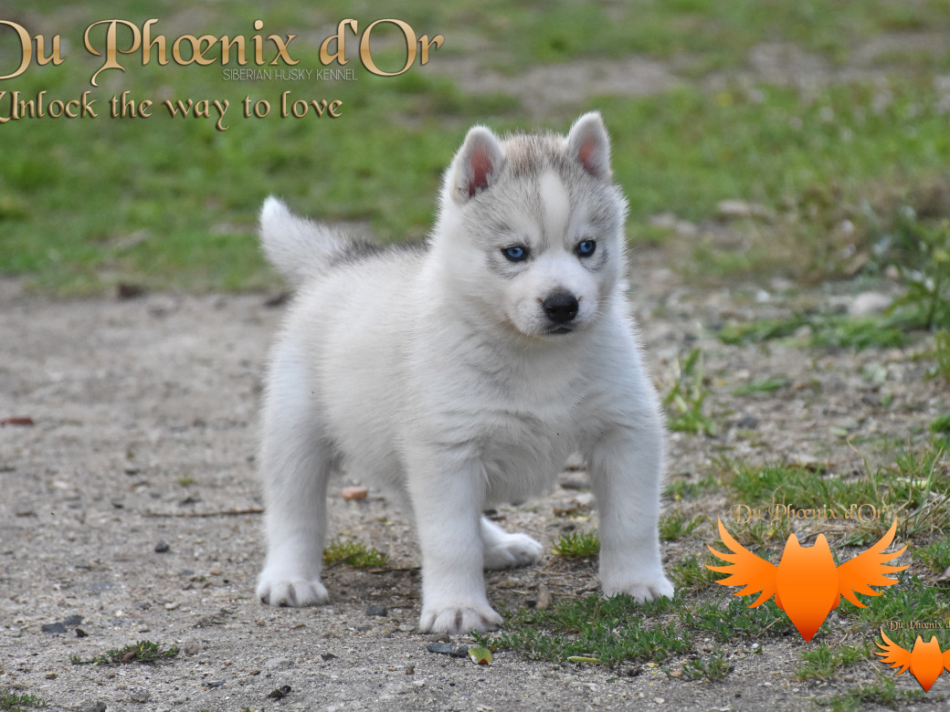 Picture of Unlock the way to love du Phoenix d'or