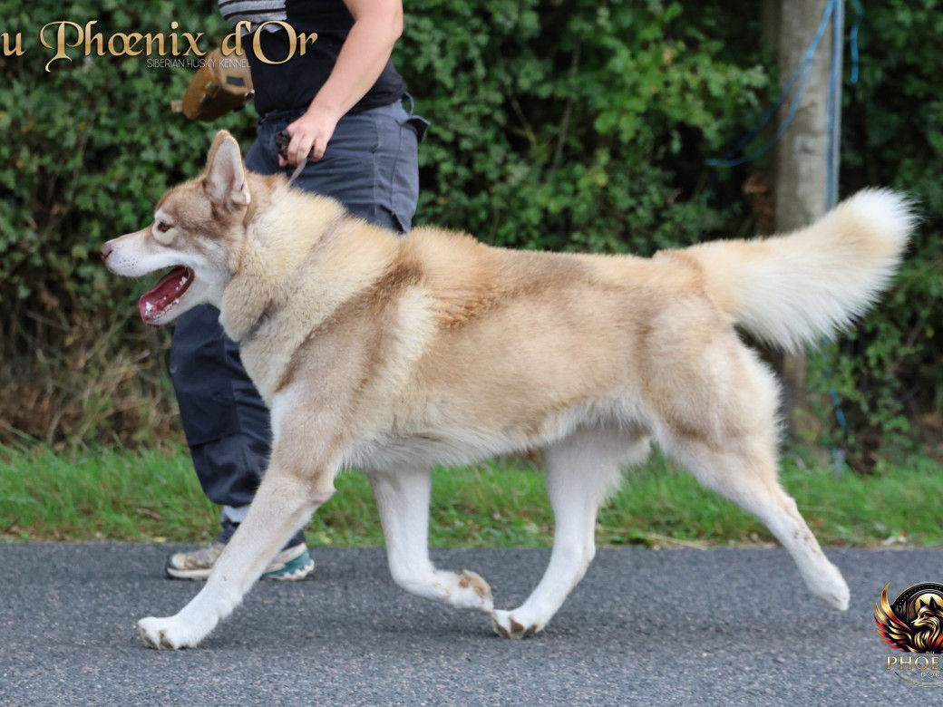 Photo 18 de Unix ultime touch the stars Du Phoenix D'Or