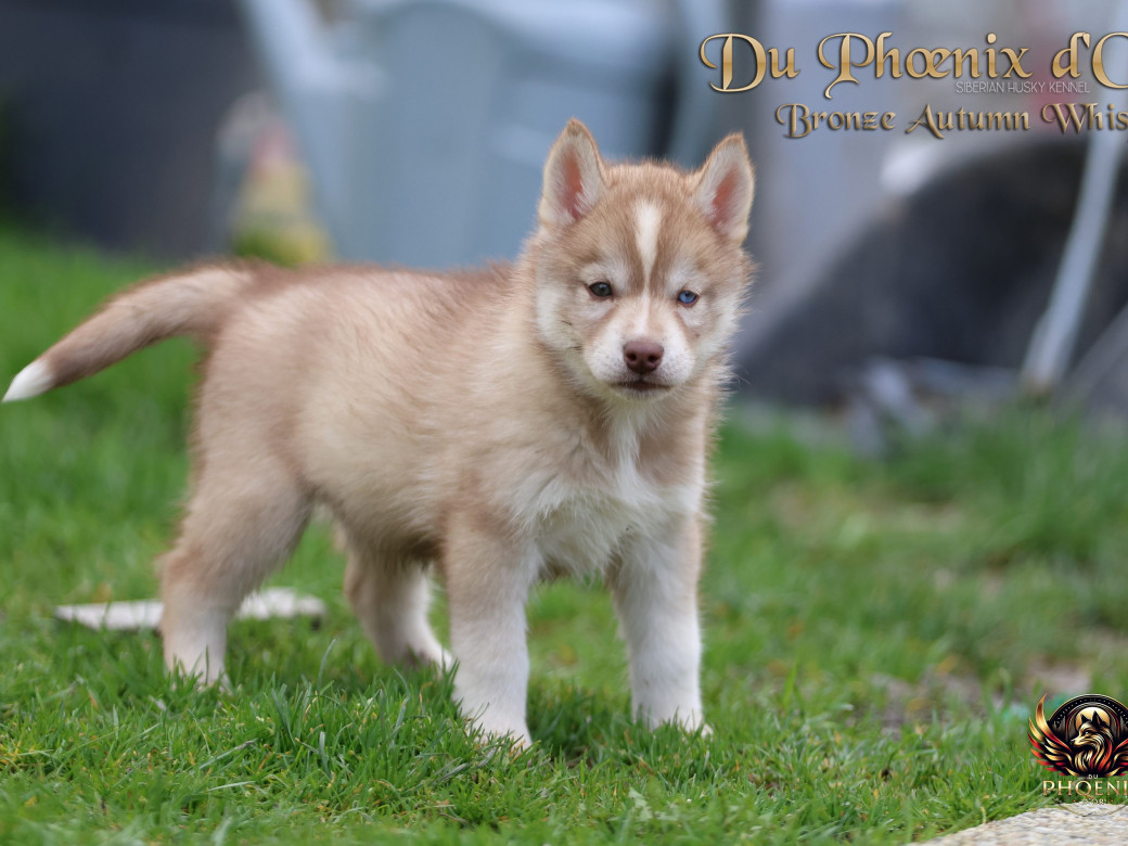 Photo 16 de Femelle 3 - Pandora x Moky (Janvier 2026)