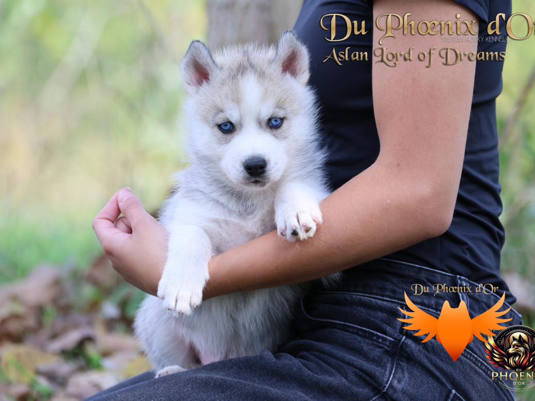Photo 7 de Mâle 1 - Twilight x Yoshi (Août 2025)