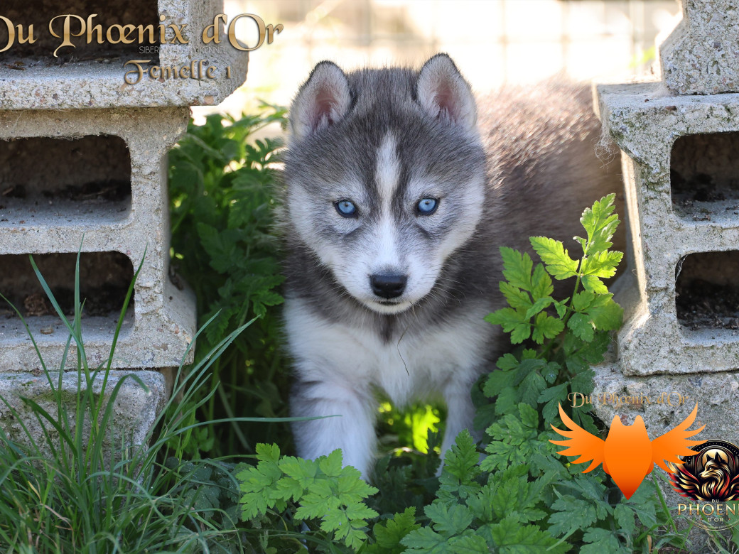 Photo 6 de Femelle 1 - Sweetie x Toruk (Septembre 2025)