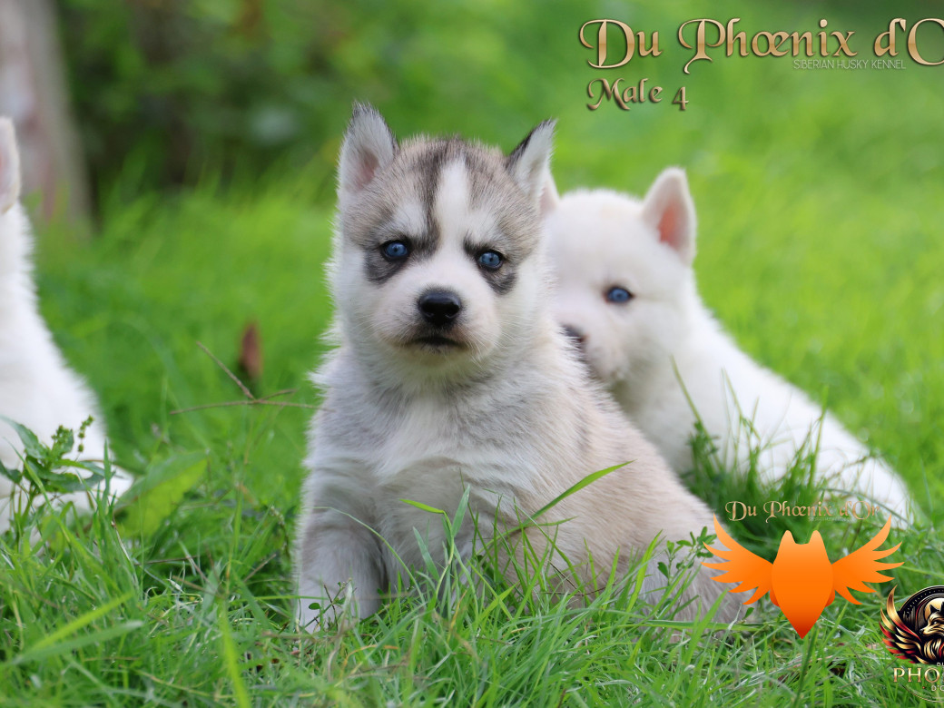 Photo 27 de Mâle 4 - Twilight x Yoshi (Août 2025)