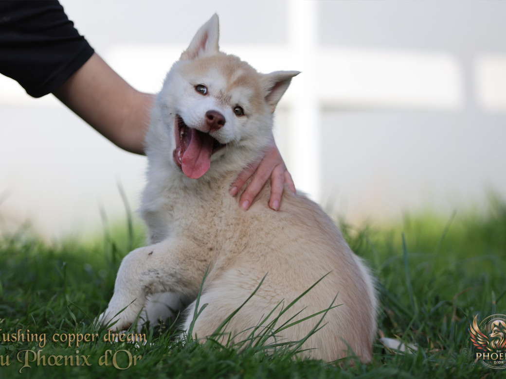 Photo 19 de Femelle 1 - Pandora x Moky (Janvier 2026)