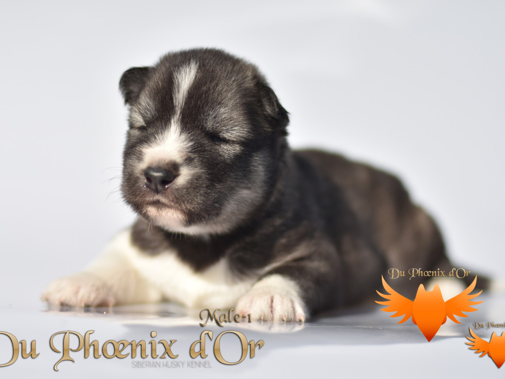 Picture of Vulcan du Phoenix d'or - Moon & Shiiro