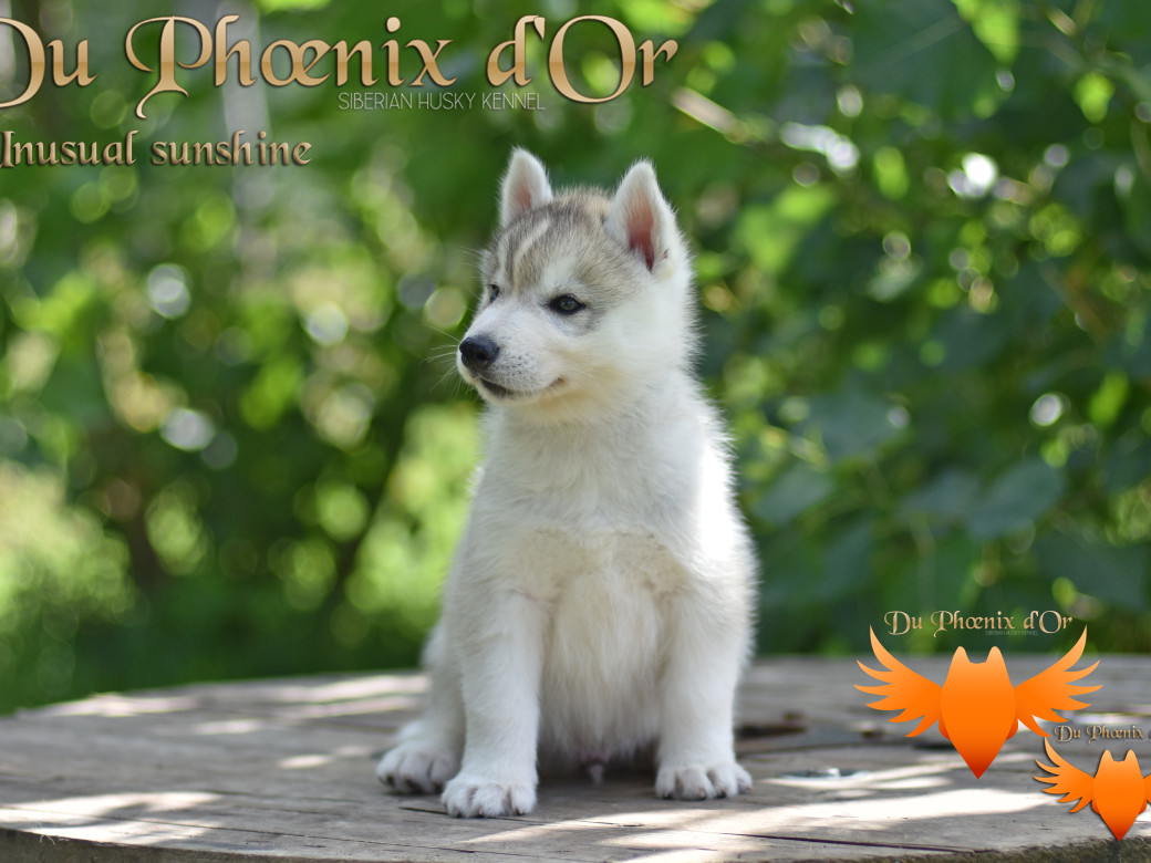 Picture of Unusual Sunshine du Phoenix d'or