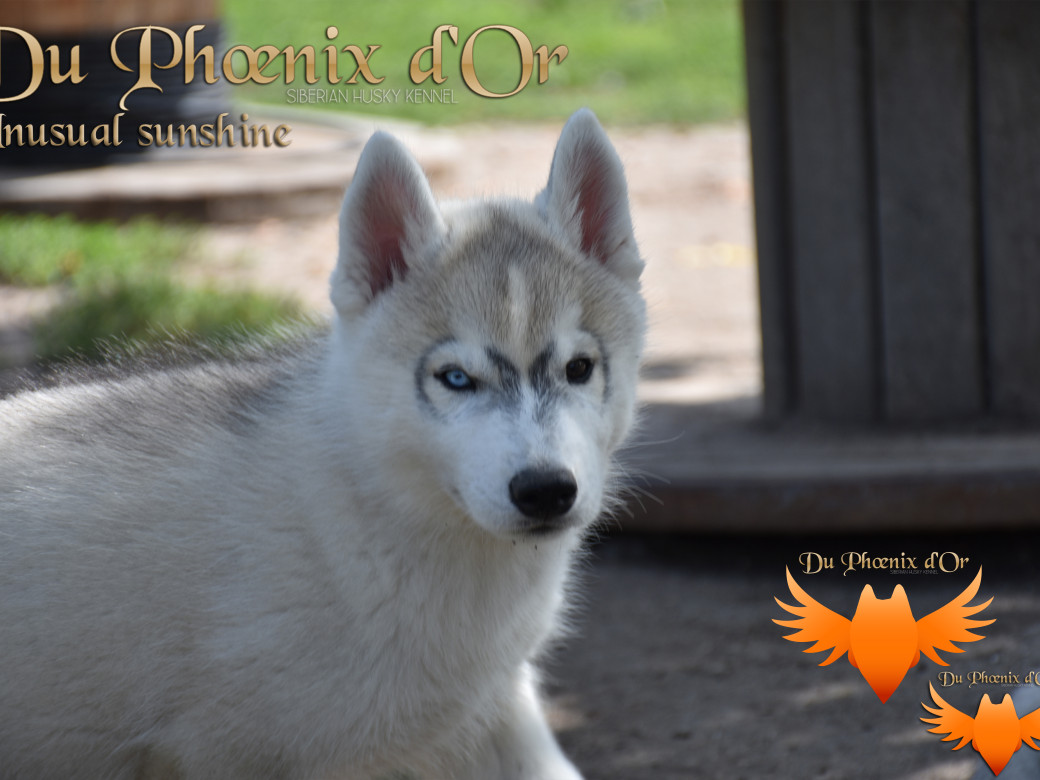 Picture of Unusual Sunshine du Phoenix d'or