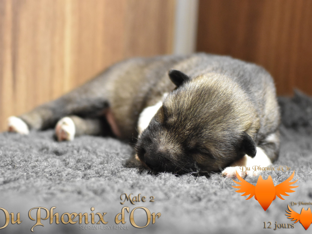 Picture of Vegas 'stars du Phoenix d'or - Moon & Shiiro